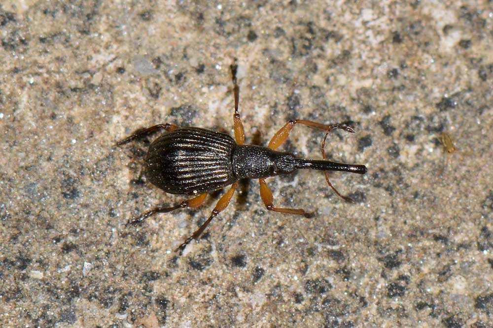 Protapion trifolii?